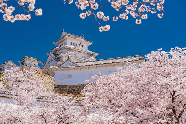 【広島・古市発】 赤穂御崎公園の桜と姫路城の桜 日帰り1